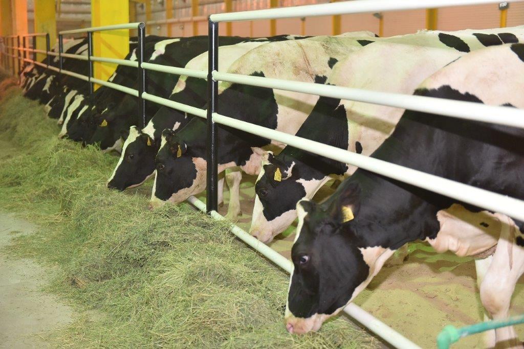 Qatar Airways Cargo to transport 4,000 Holstein cows