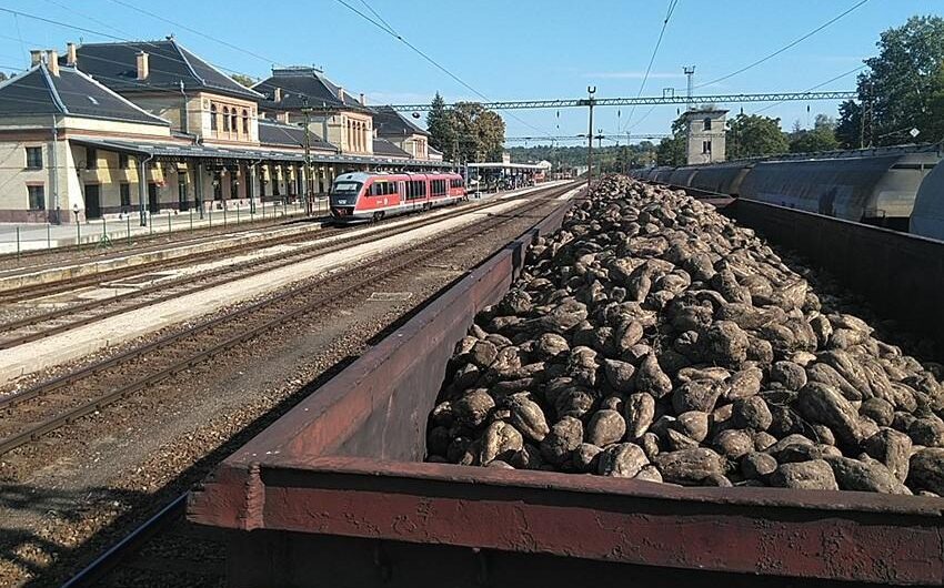 Rail Cargo Hungaria: 250.000 Tonnen Zuckerrüben für Magyar Cukor