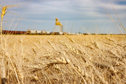 RCG: Eine Million Tonnen Getreide aus der Ukraine