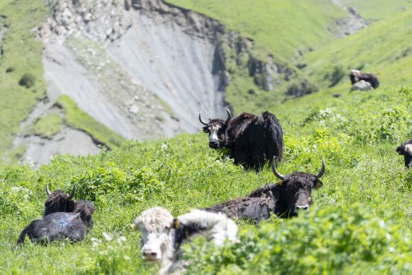 116 Yaks in einer B747F von Silk Way West Airlines