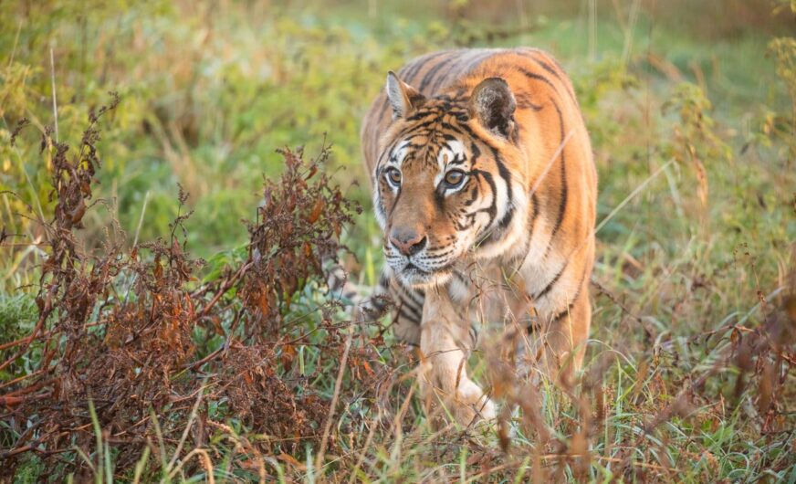 Bengalischer Tiger fliegt mit American Airlines Cargo  