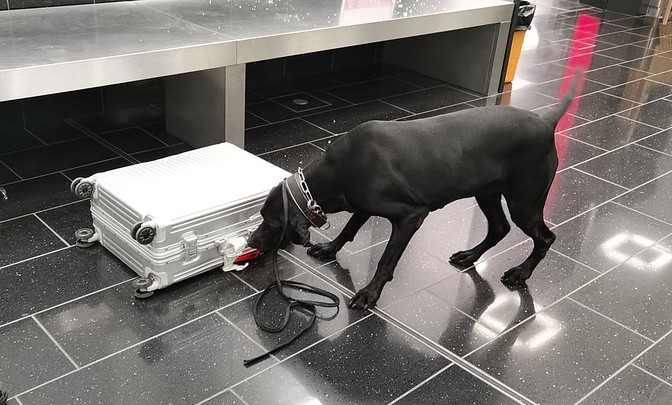 Zoll beschlagnahmte 2024 fast 130.000 Fälschungen