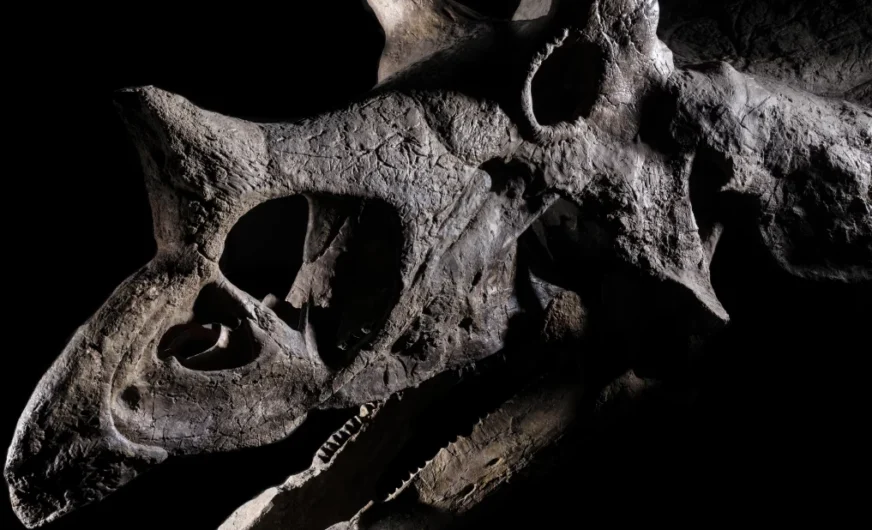 Rhenus Logistics spediert Dinosaurier-Fossil ab Triest