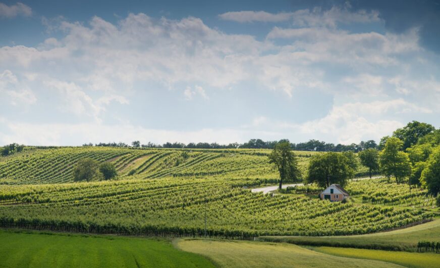 Vom Weinviertel DAC werden schon 5 Mio. Flaschen verkauft