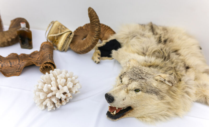 Zoll füllt die Staatskasse mit fast 8,4 Mrd. EUR