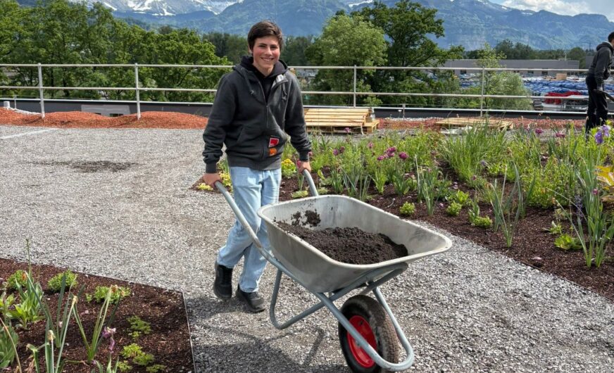 HTL Dornbirn bepflanzt das Dach von Gebrüder Weiss
